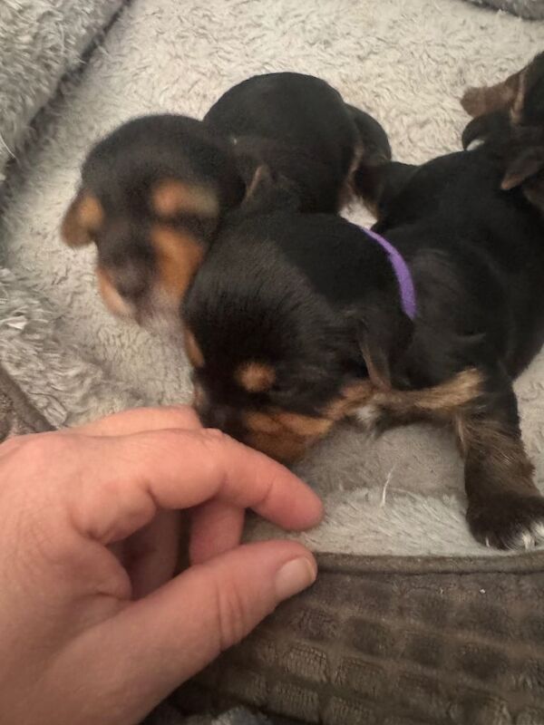 Two beautiful Yorkshire terrier puppies - Image 2 of 3