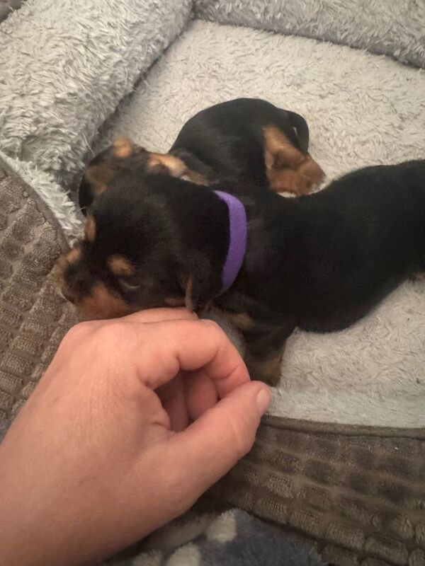 Two beautiful Yorkshire terrier puppies - Image 3 of 3