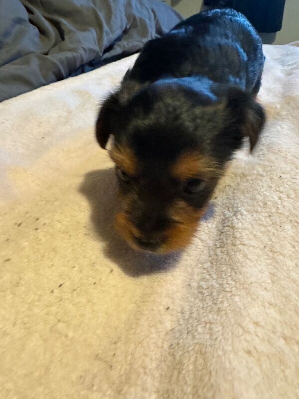 Two beautiful Yorkshire terriers puppies - Image 2 of 5