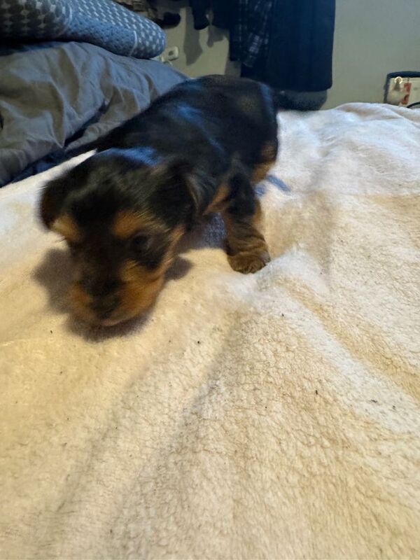 Two beautiful Yorkshire terriers puppies - Image 3 of 5