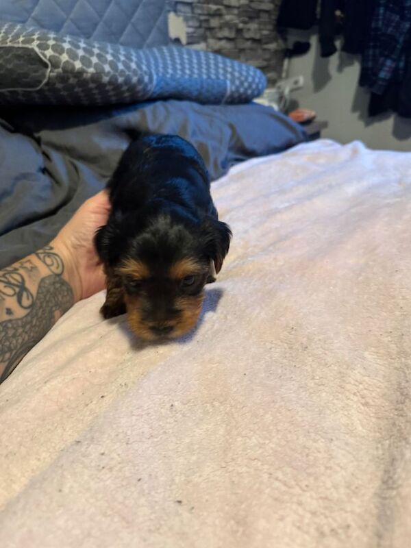 Two beautiful Yorkshire terriers puppies - Image 4 of 5