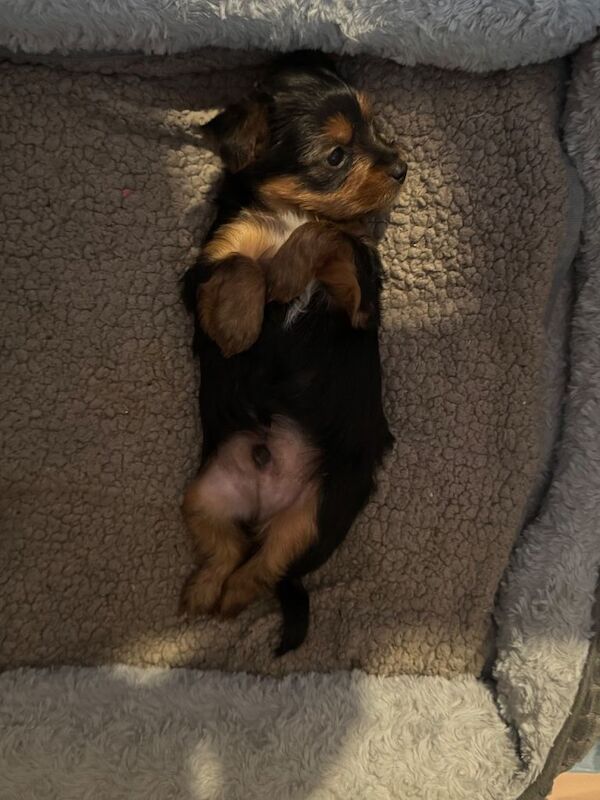 Two beautiful Yorkshire terriers puppies - Image 5 of 5