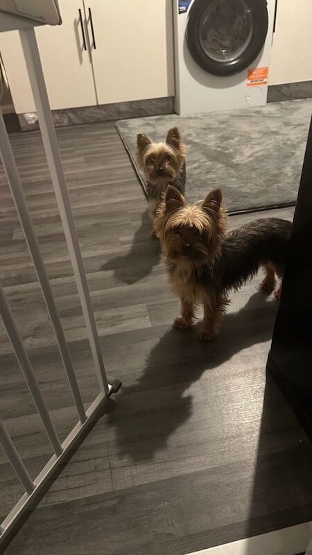 Yorkshire Terrier puppies for sale in Kirkby-in-Ashfield, Nottinghamshire – 6 years old