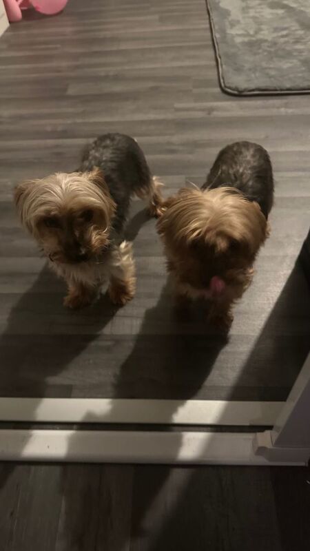 Yorkshire Terrier puppies for sale in Kirkby-in-Ashfield, Nottinghamshire – 6 years old - Image 2 of 3