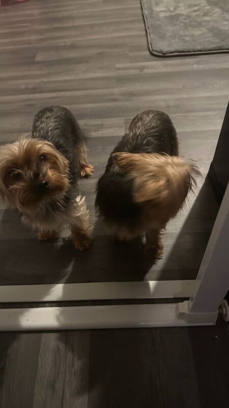 Yorkshire Terrier puppies for sale in Kirkby-in-Ashfield, Nottinghamshire – 6 years old - Image 3 of 3