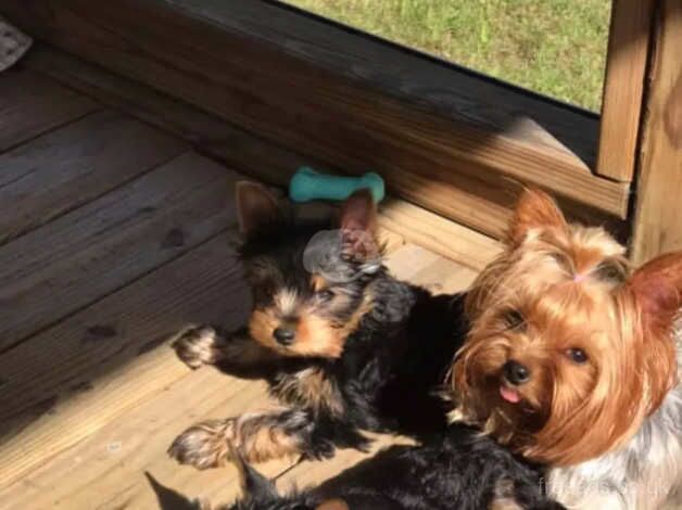 TWO Yorkshire terrier puppies at 10.5 weeks old for sale in Swindon, Staffordshire