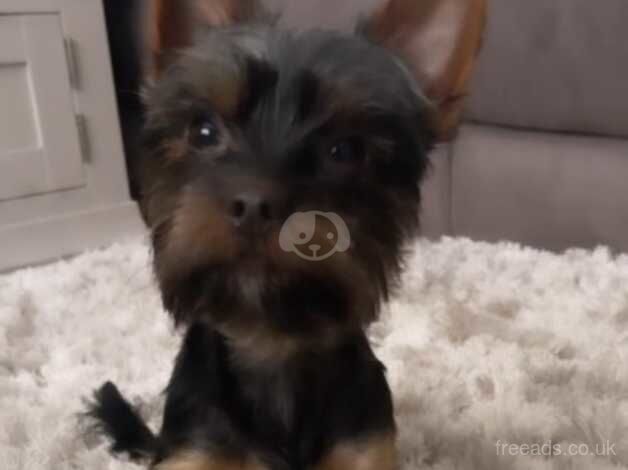 Very small male yorkshire terrier 10 mths old for sale in Carrickfergus