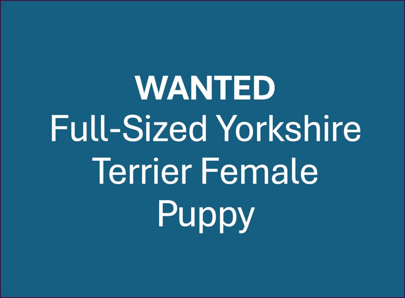 Wanted: Full-Sized Yorkshire Terrier Female Puppy
