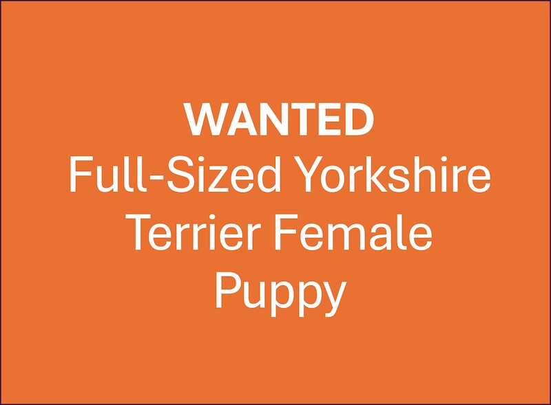 Wanted: Full-Sized Yorkshire Terrier Female Puppy - Image 2 of 3