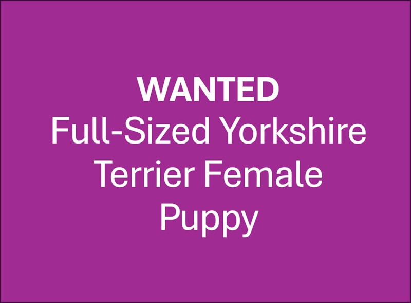Wanted: Full-Sized Yorkshire Terrier Female Puppy - Image 3 of 3
