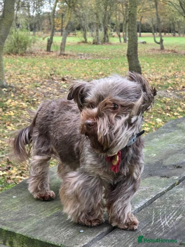 Yorkie Puppies For Sale