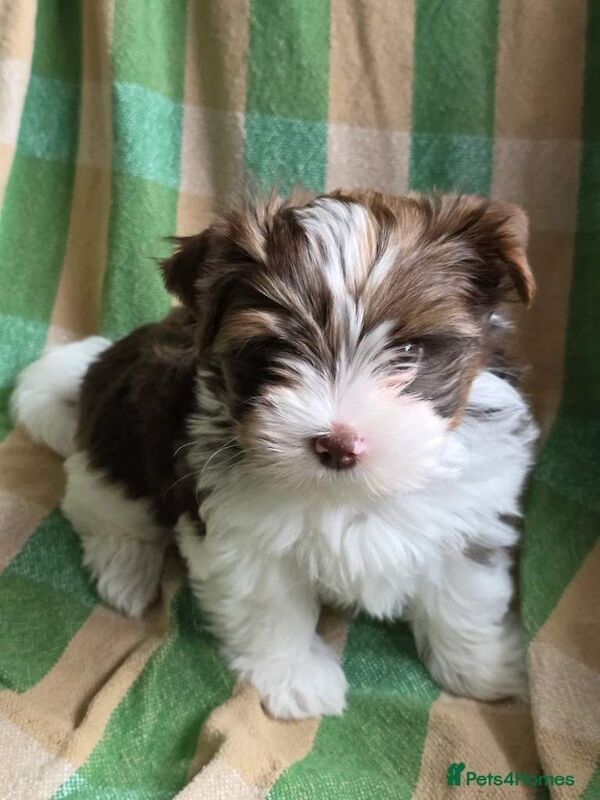 Yorkshire Terrier puppies for sale in Rainham, London – 11 weeks old - Image 2 of 3