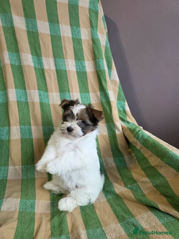 Yorkshire Terrier puppies for sale in Rainham, London – 11 weeks old - Image 3 of 3