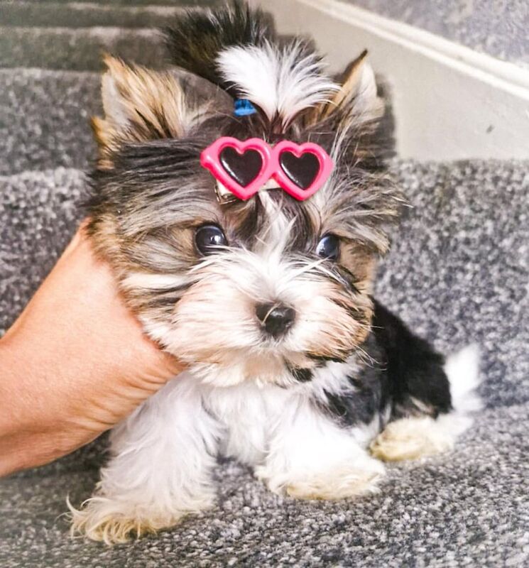 Yorkshire Terrier puppies for sale in Hereford, Herefordshire – 11 weeks old