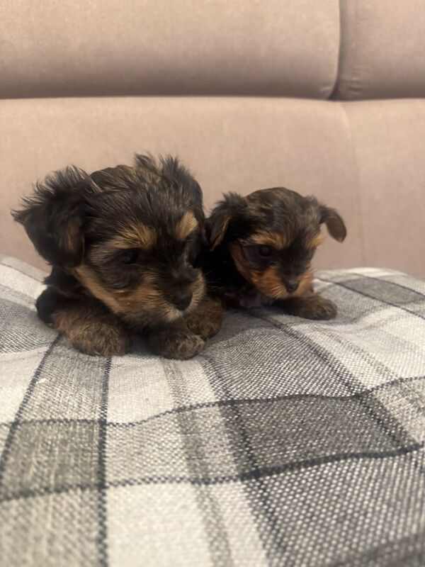 Yorkshire Terrier puppies for sale in Portsmouth, Hampshire – 6 weeks old