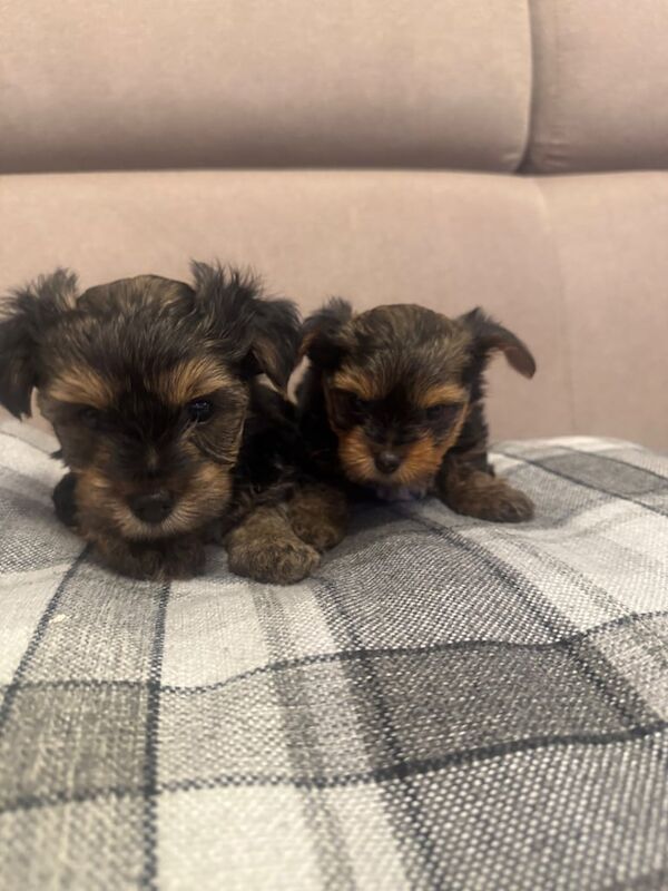 Yorkshire Terrier puppies for sale in Portsmouth, Hampshire – 6 weeks old - Image 2 of 3