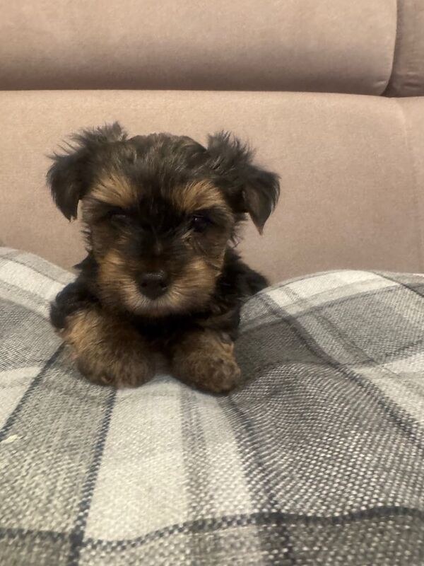 Yorkshire Terrier puppies for sale in Portsmouth, Hampshire – 6 weeks old - Image 3 of 3