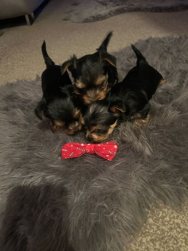 Yorkie Puppies For Sale