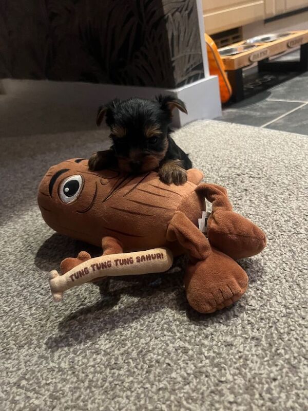 York Terrier - Image 4 of 4