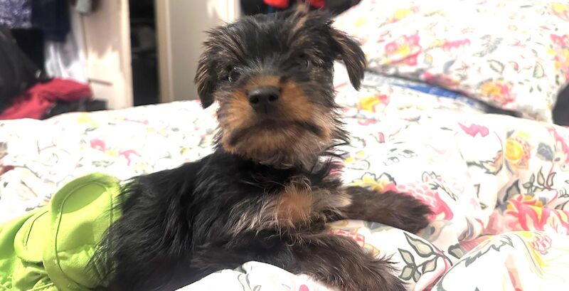 yorki reDY TO GO