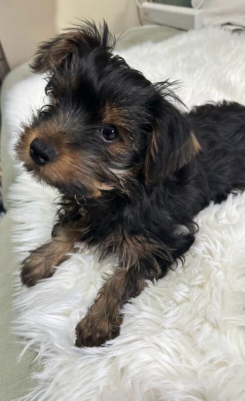 yorki reDY TO GO - Image 5 of 7