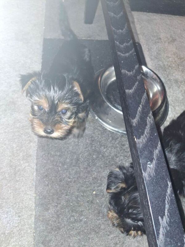 Yorkshire Terrier puppies for sale in County Antrim – 8 weeks old