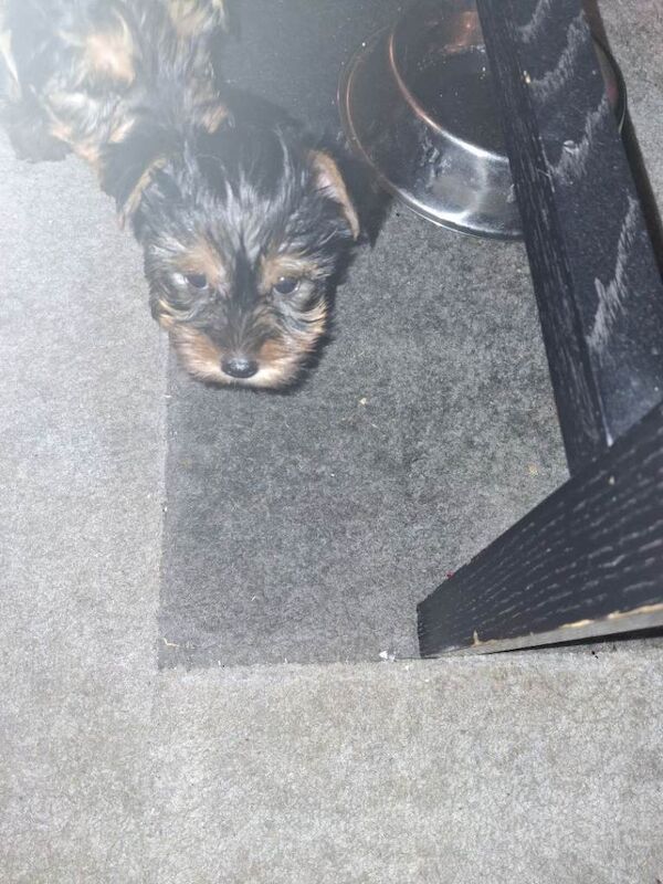 Yorkie - Image 2 of 3