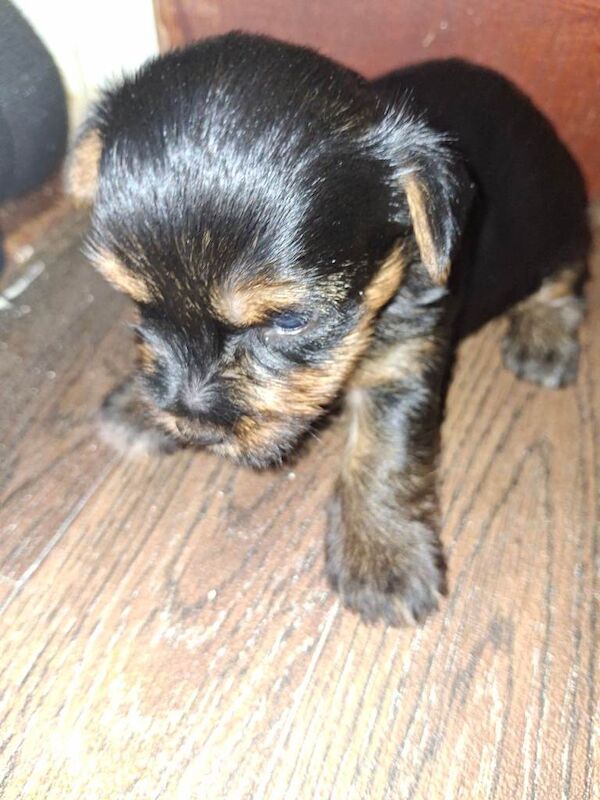 Yorkie - Image 3 of 3