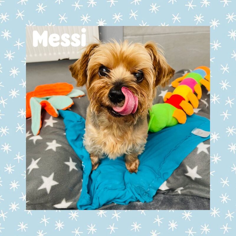 Yorkshire Terrier for adoption in Penrith, Cumbria – 12 hours old - Image 2 of 3