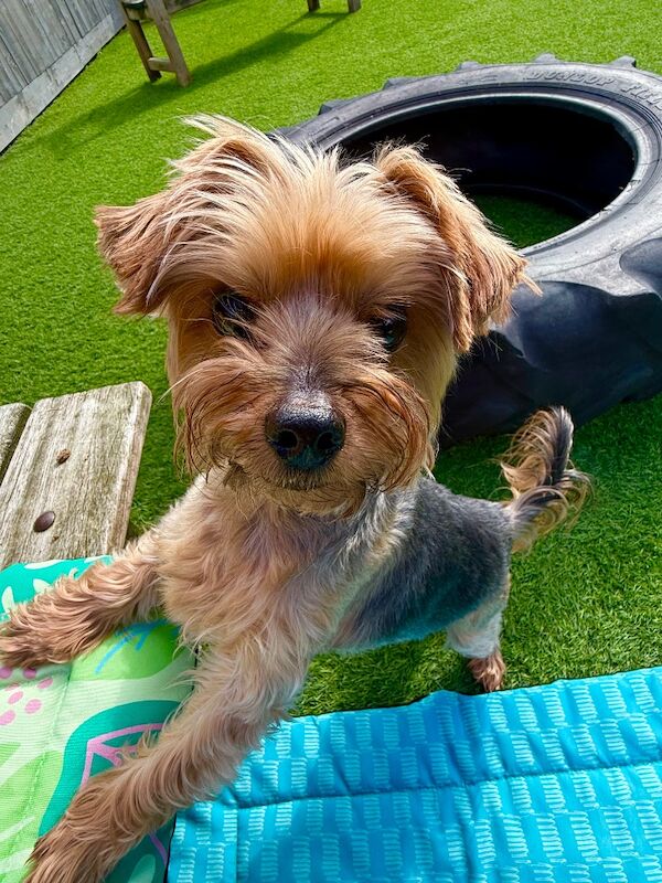 Yorkshire Terrier for adoption in Penrith, Cumbria – 12 hours old - Image 3 of 3