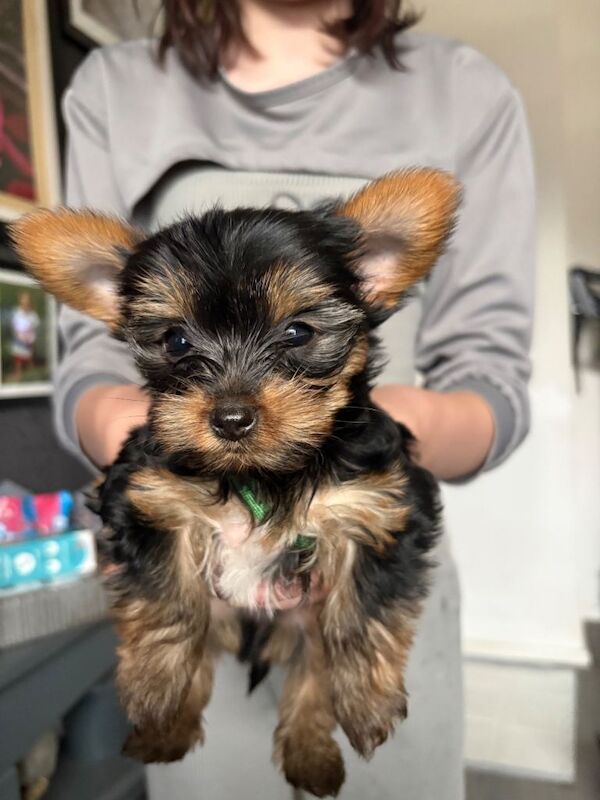 Yorkie