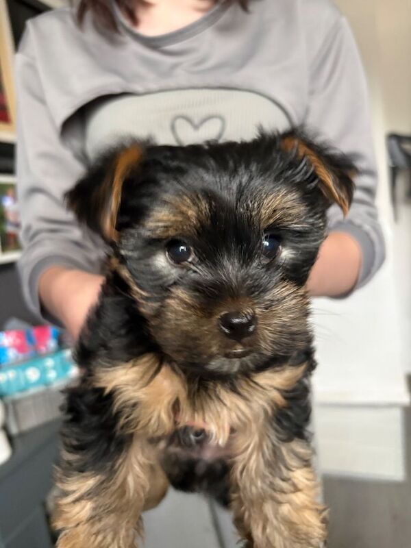 Yorkie - Image 2 of 3