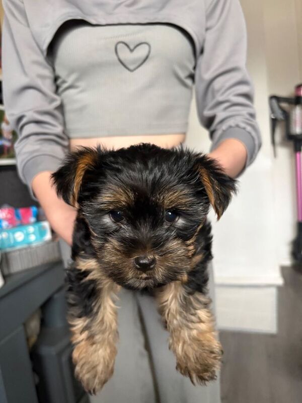 Yorkie - Image 3 of 3