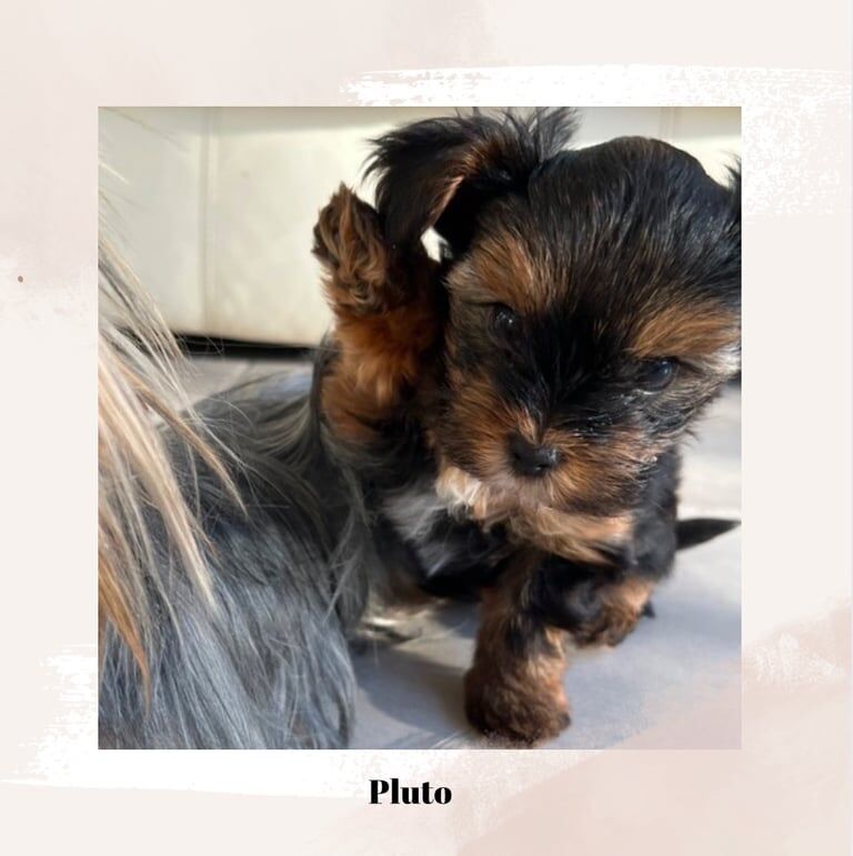 Yorkshire Terrier puppies for sale in Edgware, London – 11 months old - Image 2 of 3