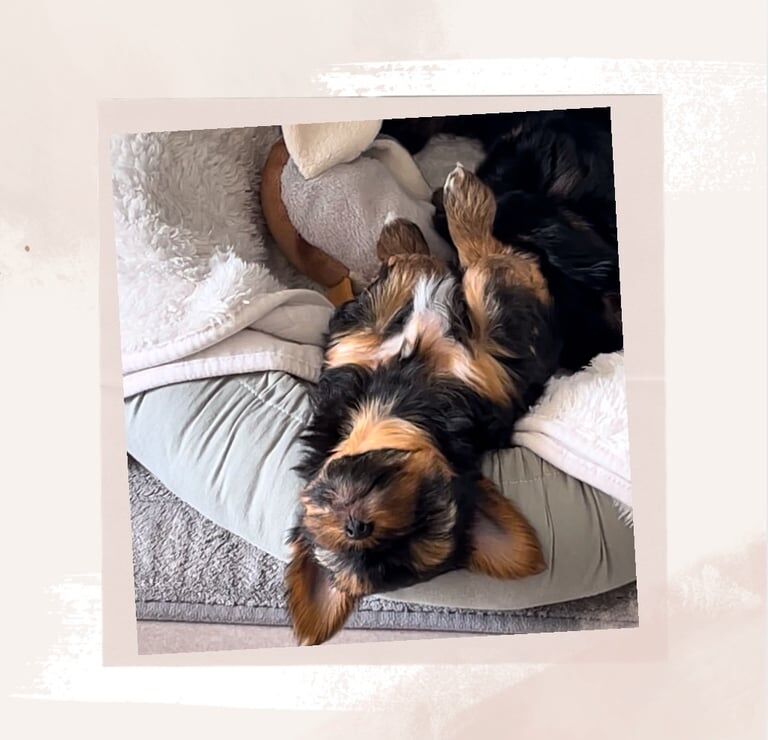 Yorkshire Terrier puppies for sale in Edgware, London – 11 months old - Image 3 of 3