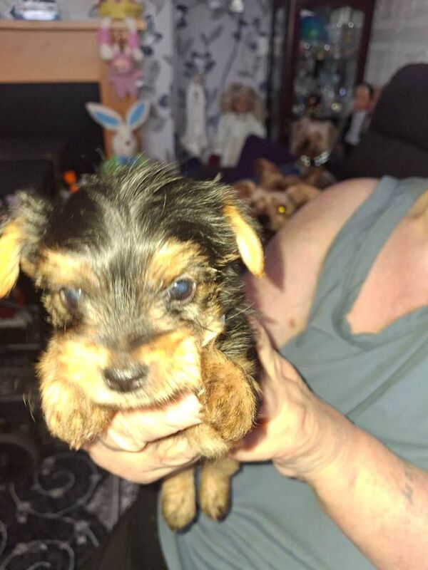 Yorkie pup