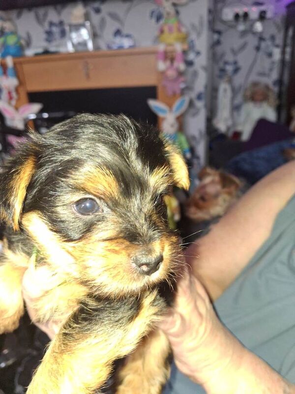 Yorkie pup - Image 2 of 4