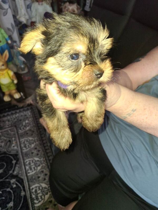 Yorkie pup - Image 3 of 4