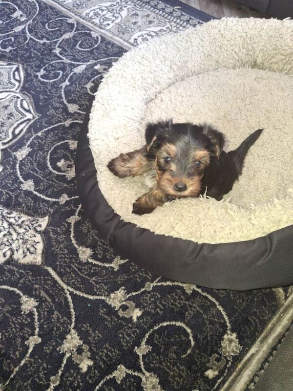 Yorkie pup - Image 2 of 6