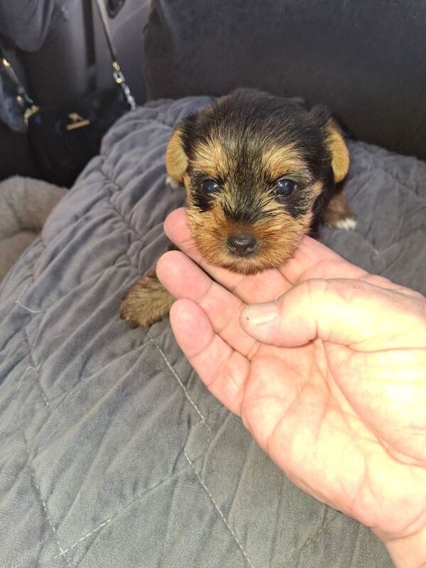 Yorkie pup - Image 3 of 6