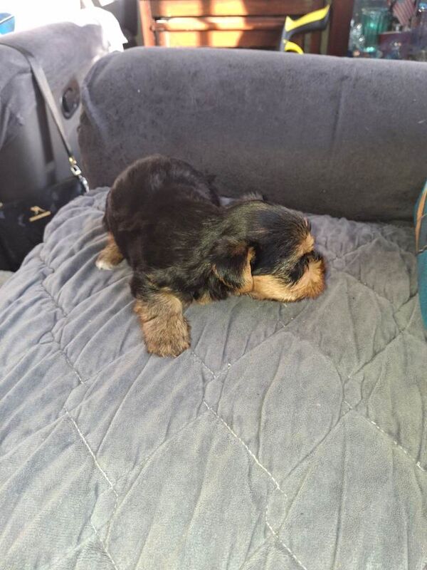 Yorkie pup - Image 4 of 6