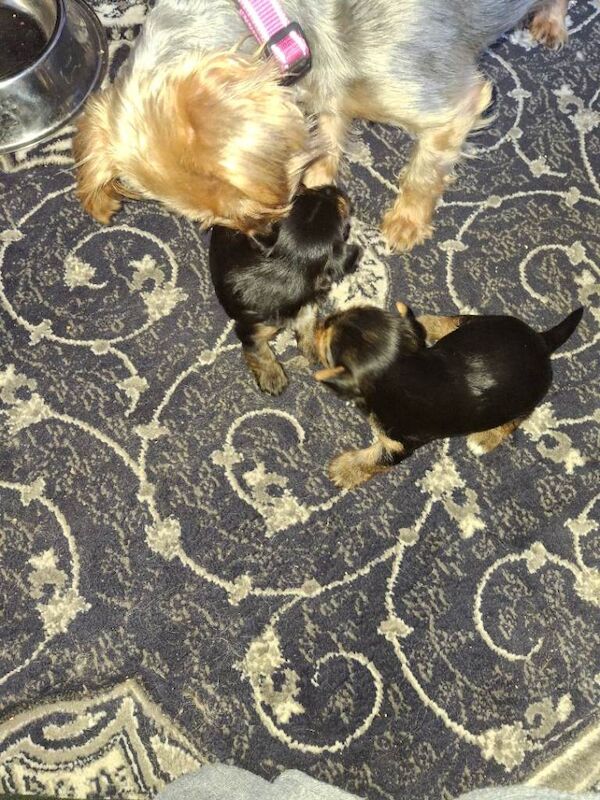 Yorkie pup - Image 5 of 6