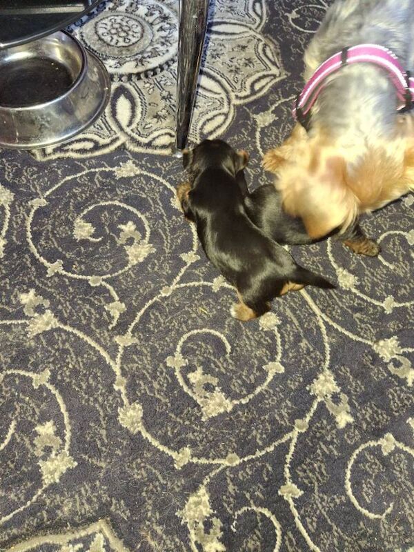 Yorkie pup - Image 6 of 6