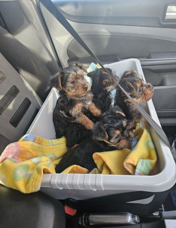 yorkie puppies for sale in Bedford, Bedfordshire | Image 2