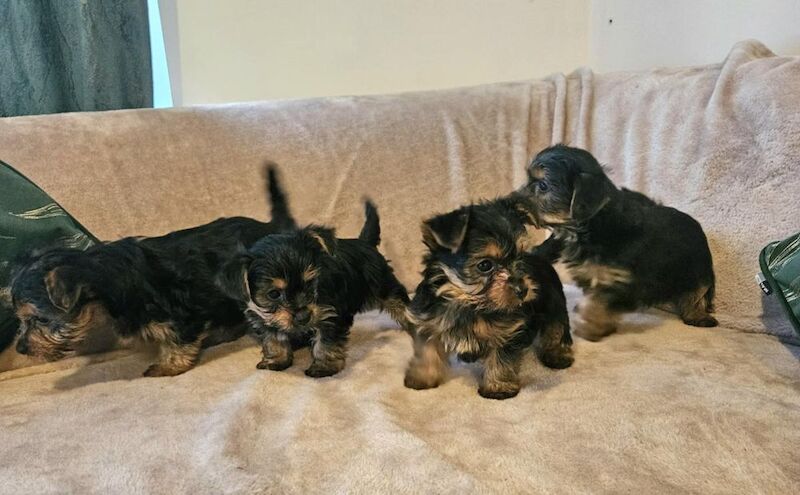 yorkie puppies for sale in Bedford, Bedfordshire | Image 3