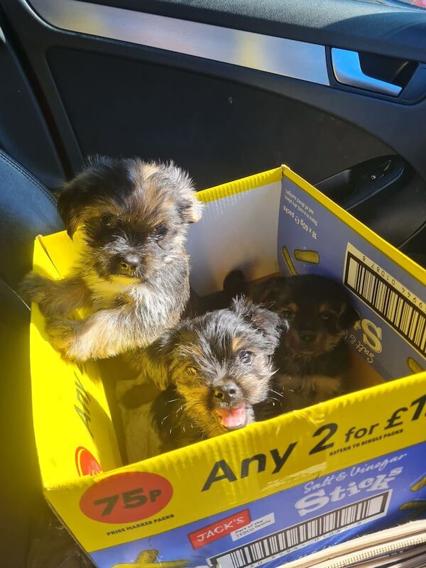 Yorkshire Terrier puppies for sale in Llandysul, Dyfed – 9 weeks old