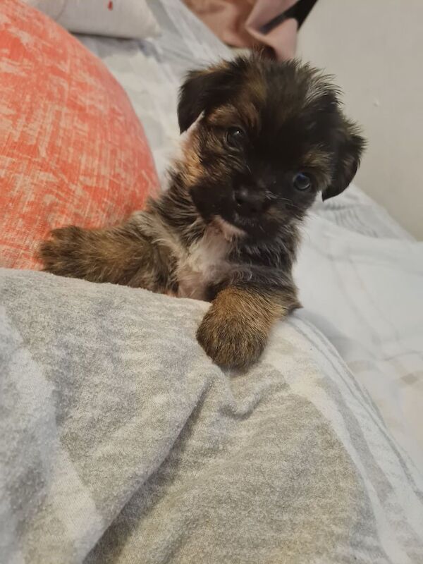 Yorkshire Terrier puppies for sale in Llandysul, Dyfed – 9 weeks old - Image 2 of 3