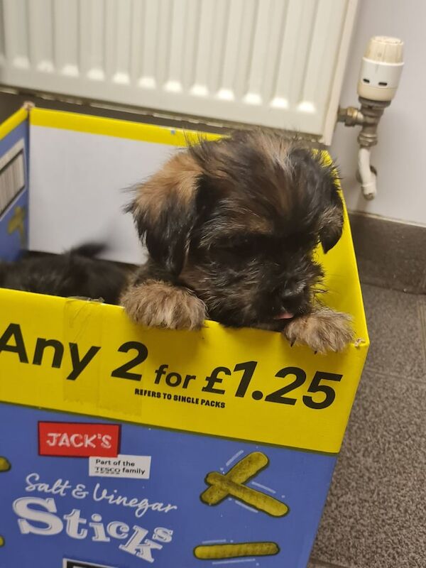 Yorkshire Terrier puppies for sale in Llandysul, Dyfed – 9 weeks old - Image 3 of 3