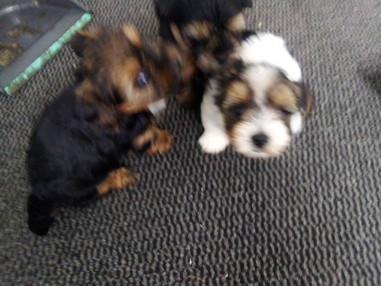 Yorkie puppies