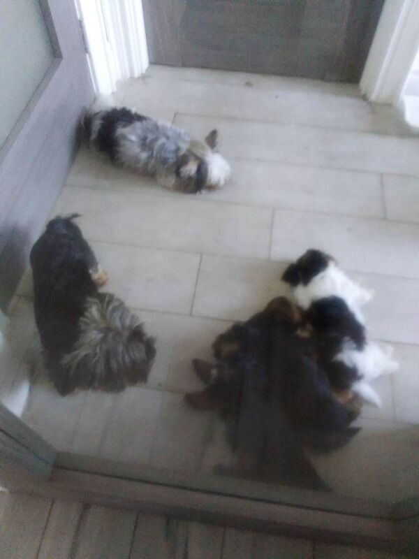 Yorkie Puppies For Sale